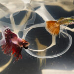 Goldfish Effect Nedir?